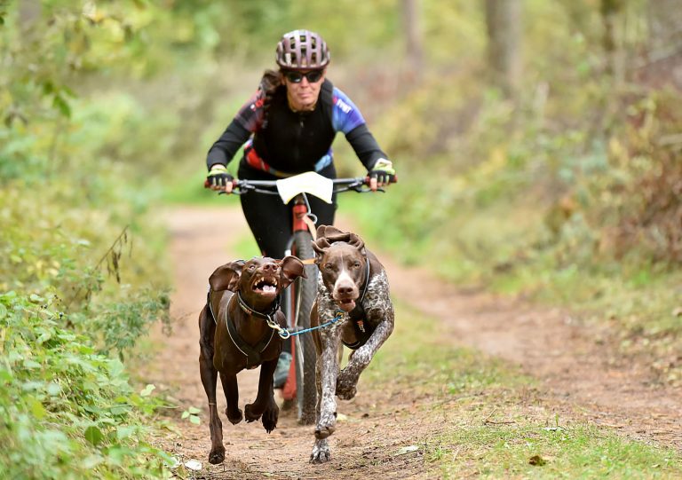 Geriausioje spalio sporto nuotraukoje – šunų kinkinių varžybų akimirka